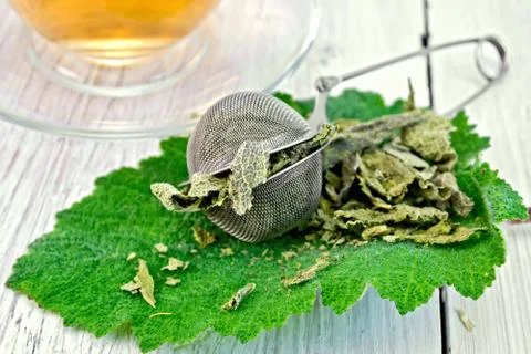 Sage dried in strainer on fresh leaf Stock Photos