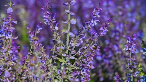 Sage Field Background in 4k Stock Footage 116735555