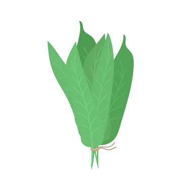 Sage flat vector graphic illustration isolated on white background. Organic h Stock Illustration