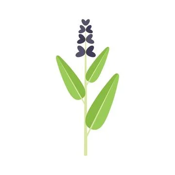 Sage flower icon flat vector. Herb plant Illustrazione stock