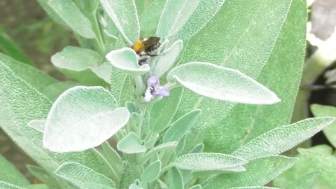 Sage flowers with a bumblebee Video stock 341272163