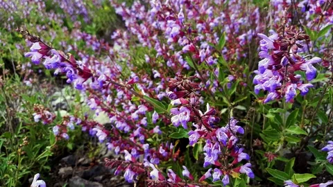 Sage flowers close up Stock Footage 76022016