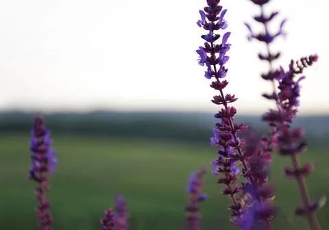 Sage flowers growing in the meadow. The background is very blurred Stock Photos