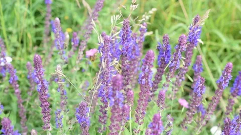 Sage flowers in a meadow with bees Stock Footage 72903095