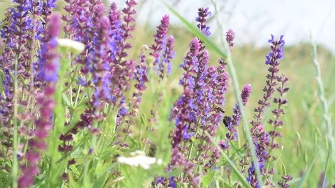 Sage flowers in meadow with bees on them Stock Footage