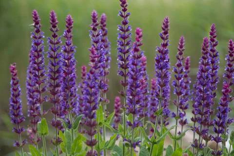 Sage flowers Stock Photos