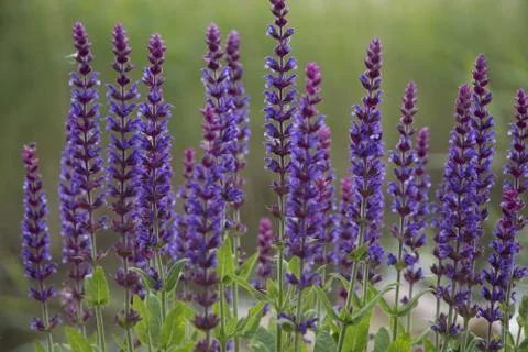 Sage flowers Stock Photos