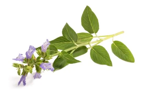 Sage flowers Stock-Fotos