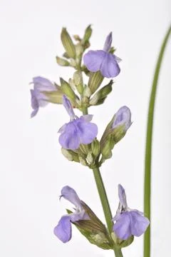 Sage flowers Stock Photos