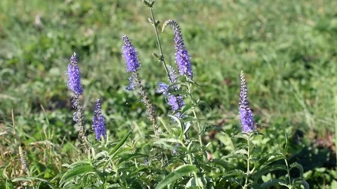 Sage flowers with spider web in summer Stock Footage 72903098