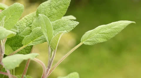 Sage Stock Footage