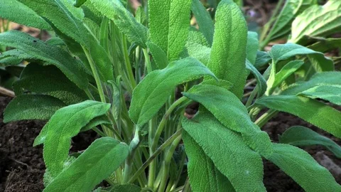 Sage 库存影片 85693665