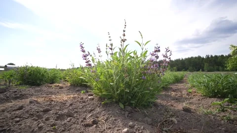 Sage Stock Footage 255838126