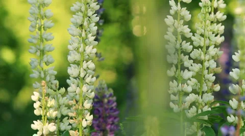 Sage in forest. shot with slider. Stock Footage 6527150