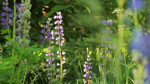 Sage in forest. shot with slider. Stock Footage 6527385