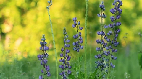 Sage in forest. shot with slider. Stock Footage 6527614