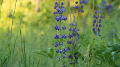 Sage in forest. shot with slider. 動画素材 6527918