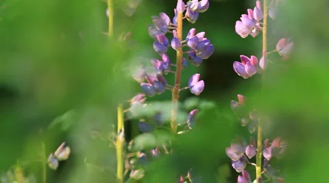 Sage in forest. shot with slider. Video stock 6530615