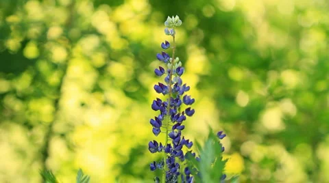 Sage in forest. shot with slider. Video stock 6530793