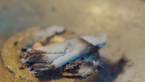 Sage on gold  Stock Footage 145942727