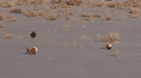 Sage Grouse Stock Footage 21436028