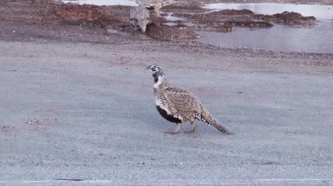 Sage Grouse Stock Footage 21614079