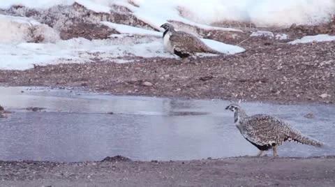 Sage Grouse Stock Footage 21614120