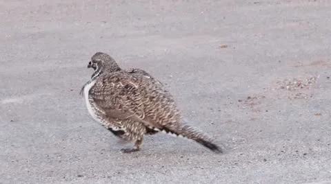 Sage Grouse Stock Footage