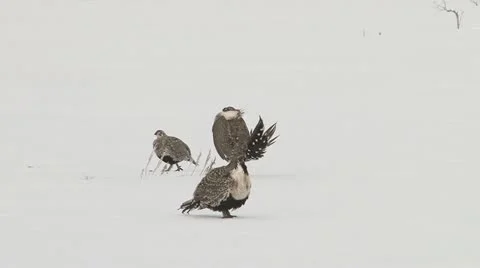 Sage grouse Stock Footage 22305340