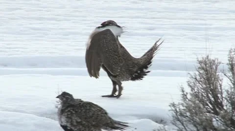 Sage grouse Stock Footage 22305393