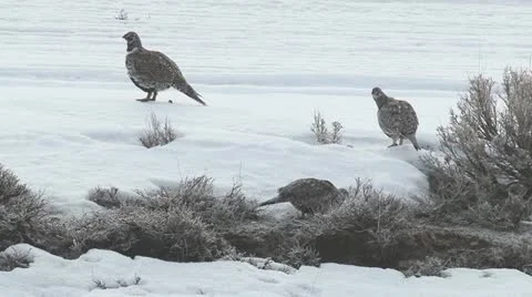 Sage grouse Stock Footage 22305479