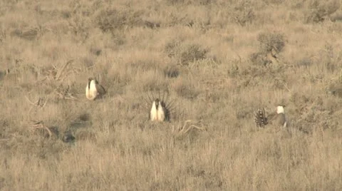 Sage Grouse Stock Footage 22392308