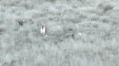 Sage Grouse Stock Footage 22392409