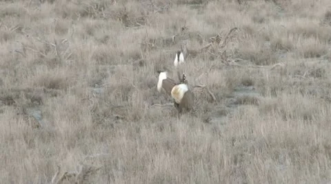 Sage Grouse Stock Footage 22393208