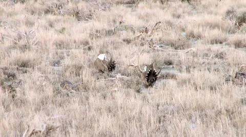 Sage Grouse Stock Footage 22394198