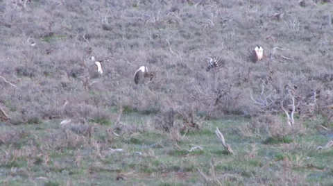Sage Grouse Stock Footage 49840336