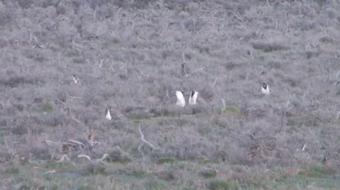 Sage Grouse Stock Footage 49840339