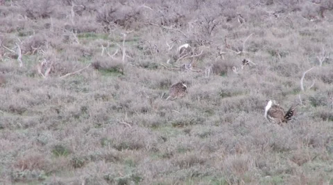 Sage Grouse Stock Footage 49840378