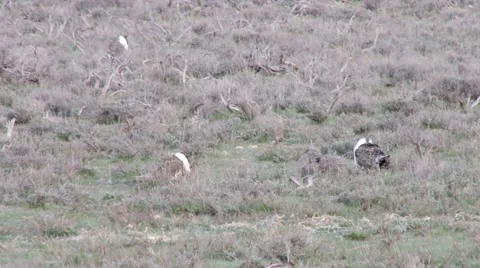 Sage Grouse Stock Footage 49840434