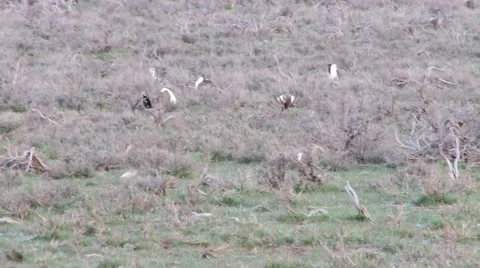 Sage Grouse Stock Footage 49840479
