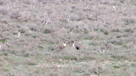 Sage Grouse Stock Footage 49840486