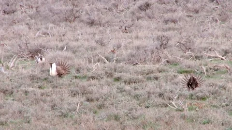 Sage Grouse Stock Footage 49840628