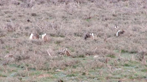 Sage Grouse Stock Footage 49840654