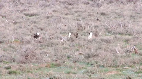 Sage Grouse Stock Footage 49840695