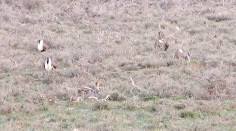 Sage Grouse Stock Footage 49840714
