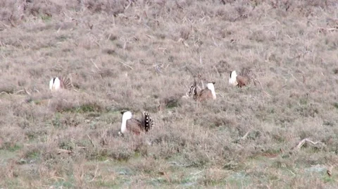 Sage Grouse Stock Footage 49840772