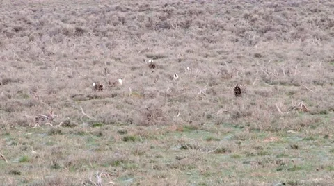 Sage grouse Stock Footage 49840774