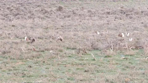 Sage grouse Stock Footage 49840819