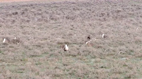 Sage grouse Stock Footage 49840822