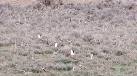 Sage grouse Stock Footage 49840870